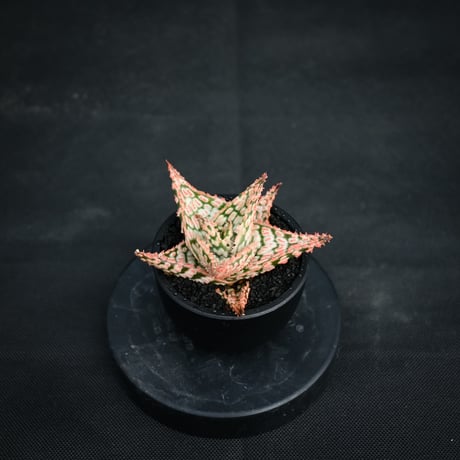 アロエ ハイブリッド 'Starry Night'Aloe hybrid 第四種 アロエ