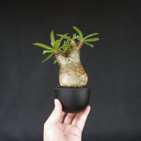 Pachypodium rosulatum var. gracilius / パキポディウム グラキリス 【発根済】