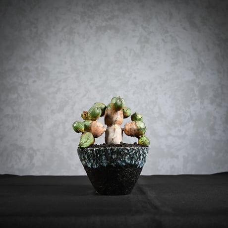 Euphorbia obesa hyb ( obesa x pseudoglobosa )/ ユーフォルビア オベサ ハイブリッド (オベサ x プセウドグロボーサ) 【実生】 + 信楽焼