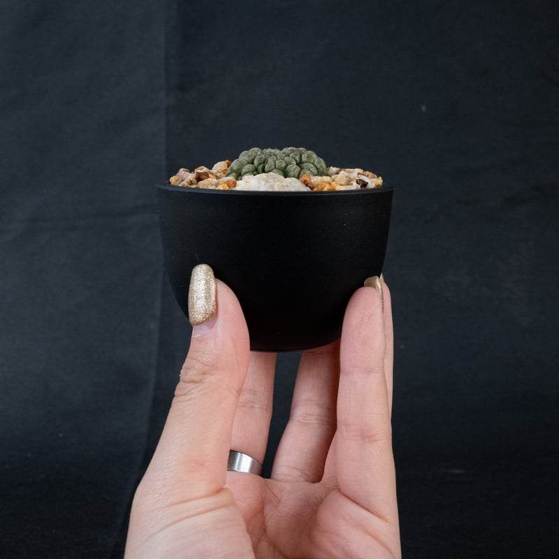 Larryleachia cactiformis / ラリレアキア カクティフォルメ 仏 Larryleachia cactiformis / ラリレアキア カクティフォルメ 仏