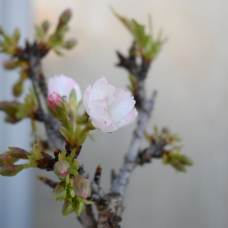 【桜盆栽】 Cerasus serrulata 'Asahiyama' / サクラ '旭山' (朝日山) / アサヒヤマ + 信楽焼