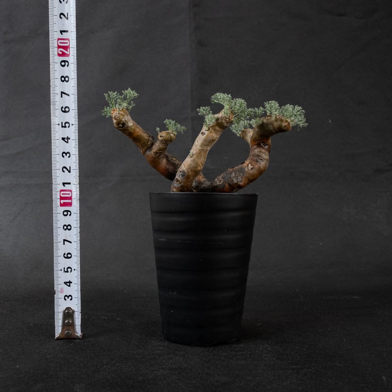 Monsonia multifida (Sarcocaulon multifidum) /