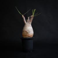 Pachypodium rosulatum var. gracilius / パキポディウム グラキリス 【発根済】