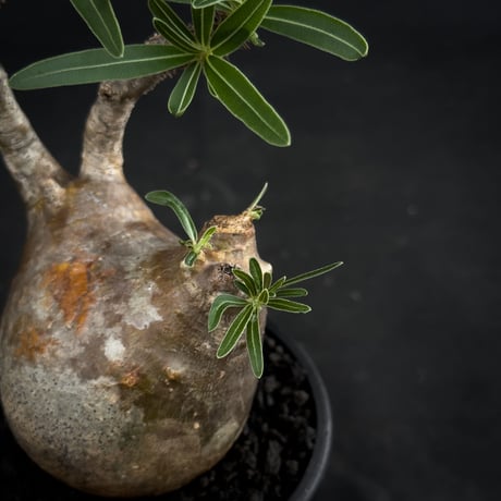 Pachypodium rosulatum var. gracilius / パキポディウム グラキリス 【微発根】