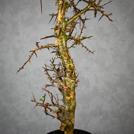 Commiphora myrrha / コミフォラ ミルラ 【微発根】