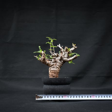 Boswellia neglecta / ボスウェリア ネグレクタ 【発根済】 +  信楽焼