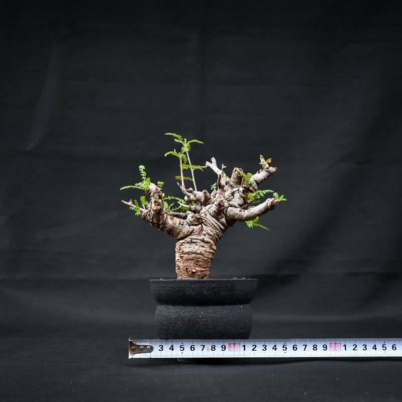 発根済み Boswellia neglecta ボスウェリア ネグレクタ 3 ザ・ファーム