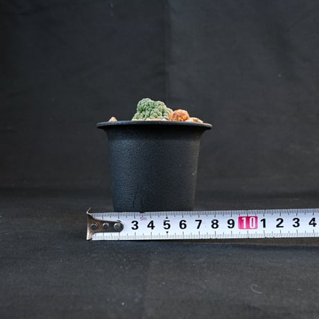 Larryleachia cactiformis / ラリレアキア カクティフォルメ 仏頭玉【発根済】