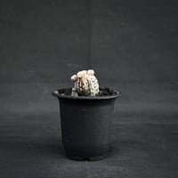 Astrophytum myriostigma f. monstrosa / アストロフィツム 子吹き鸞鳳玉 石化 (モンストローサ) (ランポー)【カキ仔】【自根】