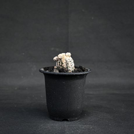 Astrophytum myriostigma f. monstrosa / アストロフィツム 子吹き鸞鳳玉 石化 (モンストローサ) (ランポー)【カキ仔】【自根】