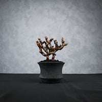 Pachypodium makayense / パキポディウム マカイエンセ 【微発根】 |