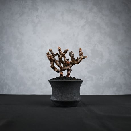 Pelargonium mirabile / ペラルゴニウム ミラビレ 【枝挿】【微発根】+ 信楽焼