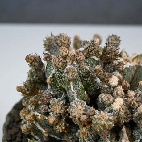 Astrophytum myriostigma f. monstrosa / アストロフィツム 子吹き鸞鳳玉 石化 (モンストローサ) (ランポー)【実生】 + 信楽焼