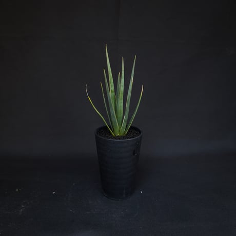 Dracaena cinnabari / ドラセナ シナバリ 【発根済】
