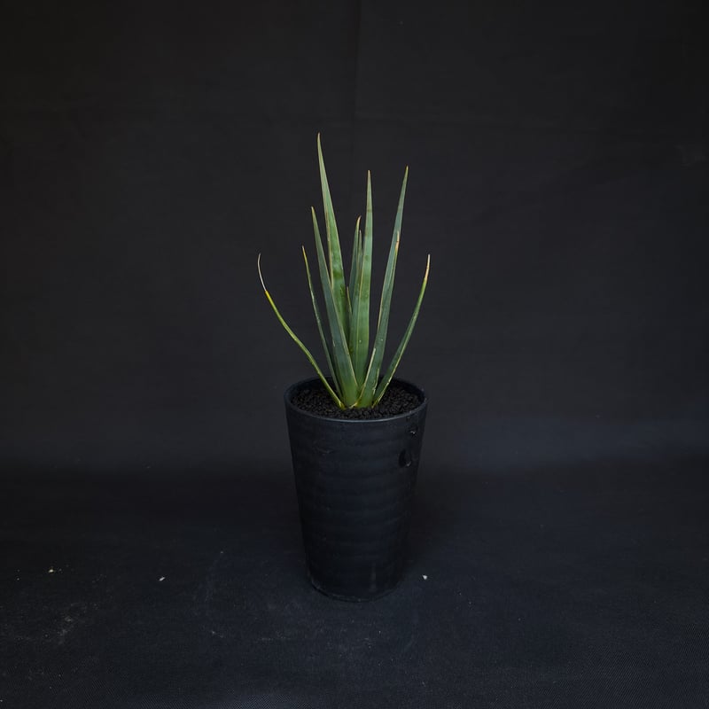 Dracaena cinnabari / ドラセナ シナバリ 【発根済】 | GREEN MO