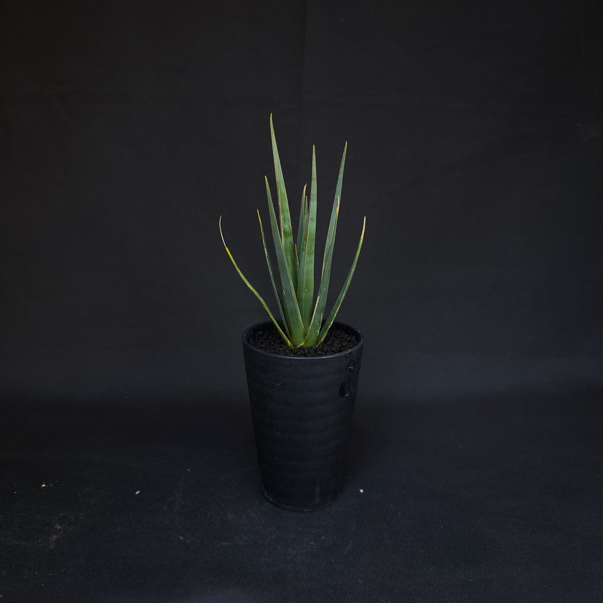 ドラセナシナバリ isla del pescado - Dracaena cinnabari-ドラセナ・シナバリ