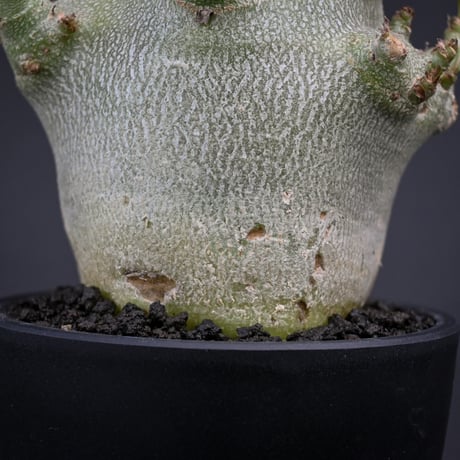 Adenium arabicum super dwarf / アデニウム アラビカム スーパードワーフ【微発根】
