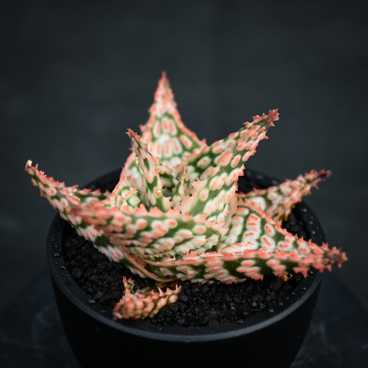 アロエ　テンプラ アロエ テンプラ Aloe 'Tempra' TCT hybrid 純血てんぷら 育種家本人