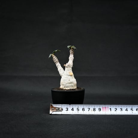 Dorstenia foetida / ドルステニア フォエチダ 【微発根】