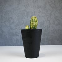 Euphorbia obesa hyb ’ Bonten ’ variegated / ユーフォルビア オベサ 丹天 錦 斑入り 【発根済】
