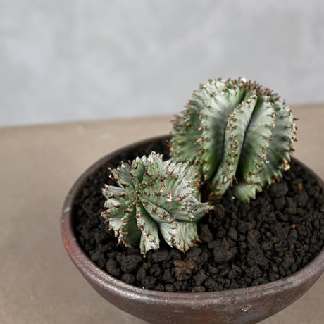 Euphorbia horrida / ユーフォルビア ホリダ + 信楽焼