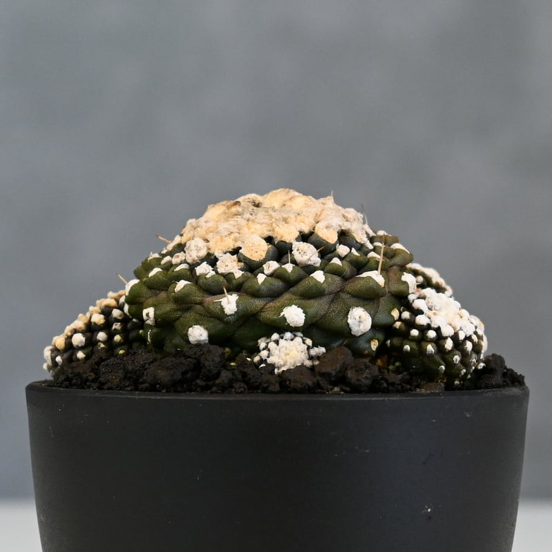 Copiapoa tenuissima / コピアポア テヌイシマ 【実生】 | GREEN