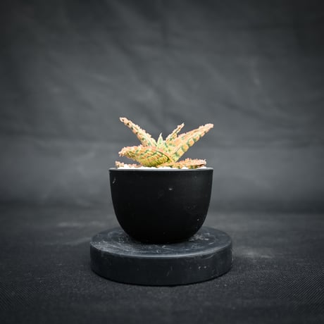 Aloe hybrid / アロエ ハイブリッド【微発根】