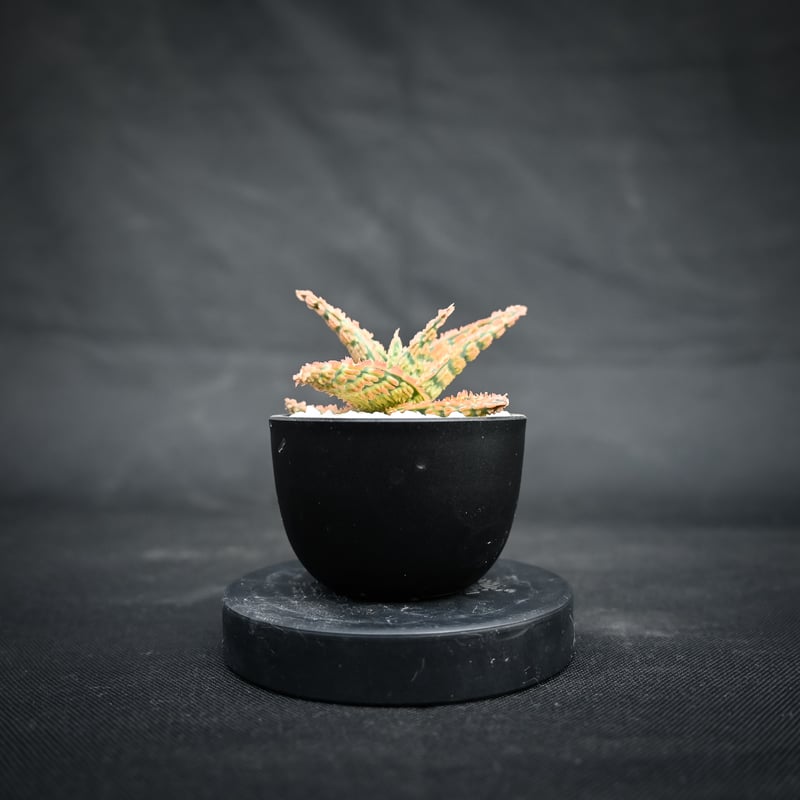 Aloe hybrid / アロエ ハイブリッド【微発根】 | GREEN MONSTERS
