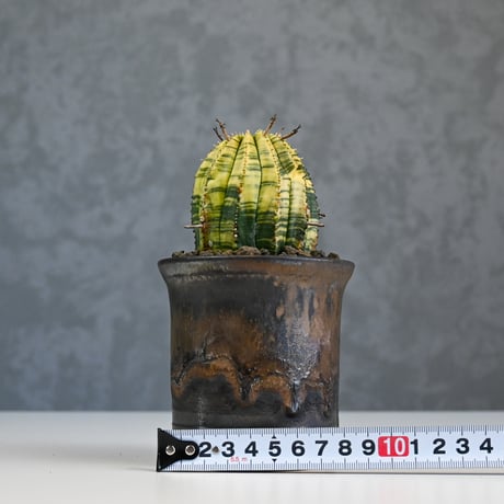 Euphorbia obesa hyb ’ Bonten ’ variegated / ユーフォルビア オベサ 丹天 錦 斑入り 【発根済】 + 信楽焼