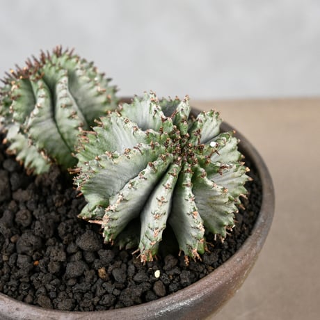 Euphorbia horrida / ユーフォルビア ホリダ + 信楽焼