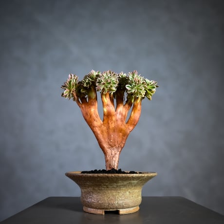 Aeonium arboreum f. variegated 'Pink Witch' f. cristata / アエオニウム 錦 'ピンクウィッチ' クリスタータ (綴化) 【自根】+ 信楽焼鉢