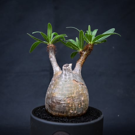 【Premium Line】 Pachypodium rosulatum var. gracilius / パキポディウム グラキリス 【発根済】 + 利休 -RIKYU- 【QUTOTEN.】