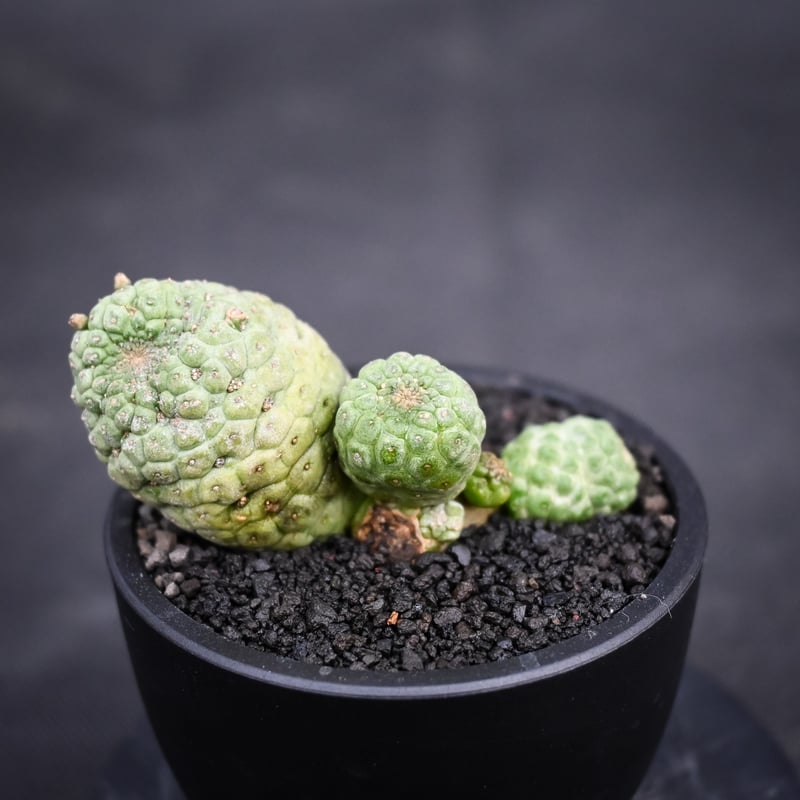 メーカー直売 - 人気ランキング Larryleachia cactiformis 仏 カクティフォルメ ラリレアキア / サボテン