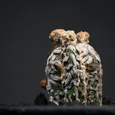 Astrophytum myriostigma f. monstrosa / アストロフィツム 子吹き鸞鳳玉 石化 (モンストローサ) (ランポー)【カキ仔】【自根】
