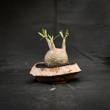 【Premium Line】 Pachypodium rosulatum var. gracilius / パキポディウム グラキリス 【微発根】+ 信楽焼