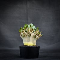 Adenium arabicum super dwarf / アデニウム アラビカム スーパードワーフ【微発根】