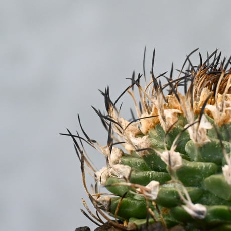 Turbinicarpus alonsoi / ツルビニカルプス アロンソイ 【実生】