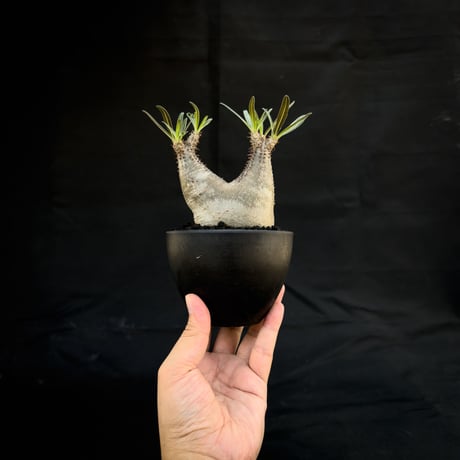 Pachypodium rosulatum var. gracilius / パキポディウム グラキリス 【微発根】