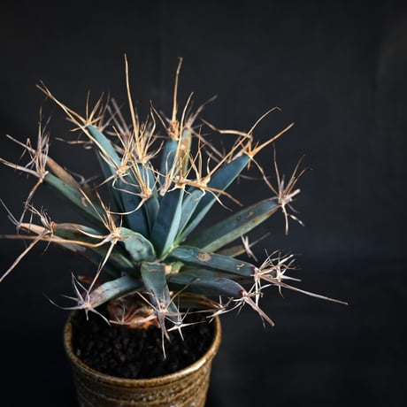 Leuchtenbergia principis / レウクテンベルギア プリンキピス 晃山 【発根済】