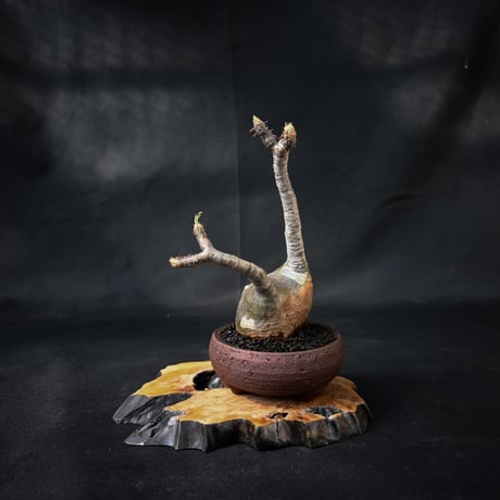 Pachypodium rosulatum var. gracilius / パキポディウム グラキリス 【微発根】