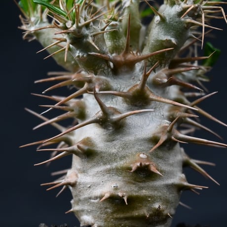 Pachypodium ambongense / パキポディウム アンボンゲンセ 【実生】 + 信楽焼