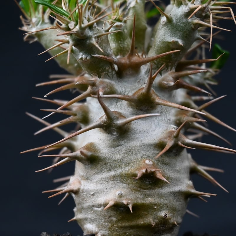 Pachypodium ambongense / パキポディウム アンボンゲンセ