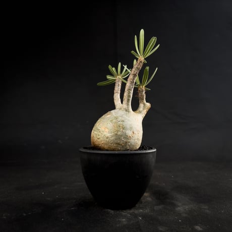 Pachypodium rosulatum var. gracilius / パキポディウム グラキリス 【微発根】