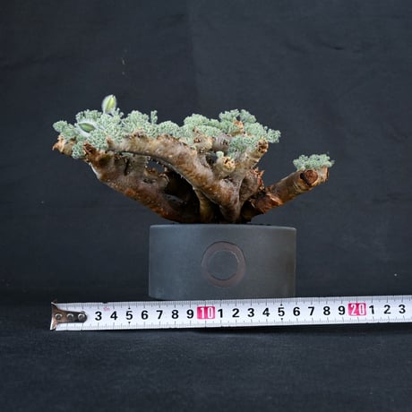 【Premium Line】 Monsonia multifida  (Sarcocaulon multifidum) / サルコカウロン ムルチフィズム 【微発根】+ 利休 -RIKYU-