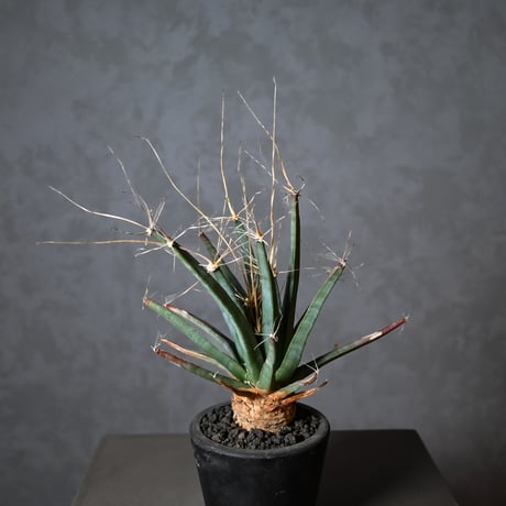 Leuchtenbergia principis / レウクテンベルギア プリンキピス 晃山【実生】