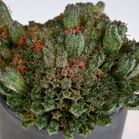 Euphorbia horrida f.monstrosa ' varietas ' / ユーフォルビア ホリダ 石化 (モンストローサ) 変異種 紅葉【実生】+ 信楽焼