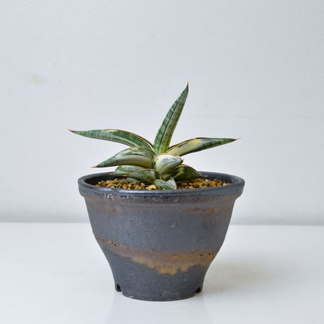 【PL】Sansevieria lav. 1970 Blue Clone variegated / サンセベリア ラブラノス 1970 ブルークローン 斑入り + 信楽焼 (発根済) (サンスベリア)