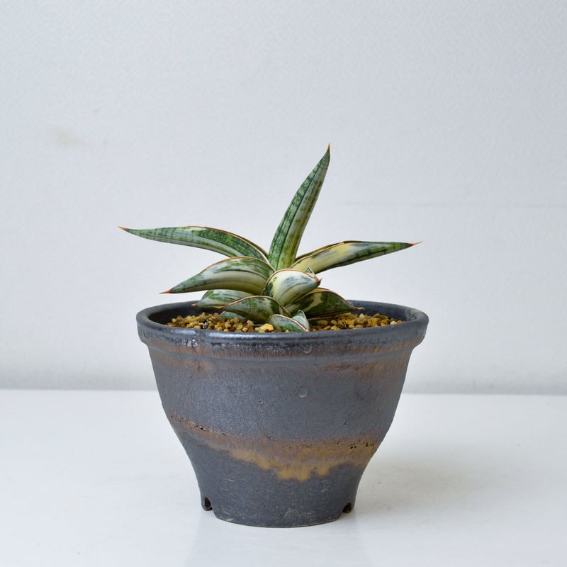サンスベリア lav1970 Blue Clone white v Sansevieria lav.1970 Blue clone White Var. 【artPLANTs