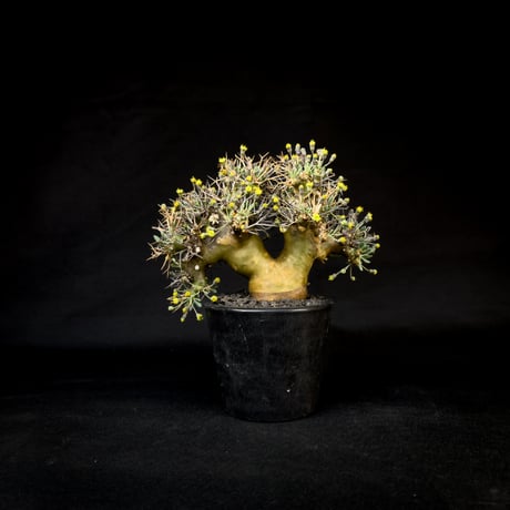 Othonna euphorbioides / オトンナ ユーフォルビオイデス (微発根)