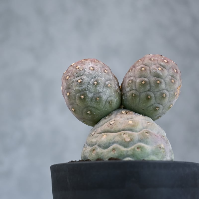 Tephrocactus geometricus / テフロカクタス ゲオメトリクス 大玉 【